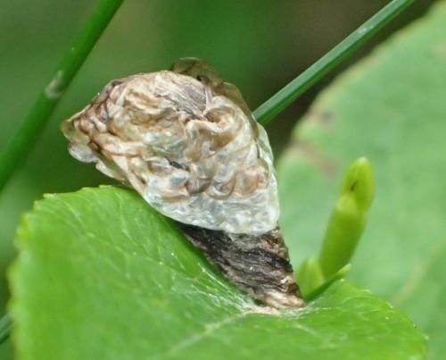 Coleophora sp.